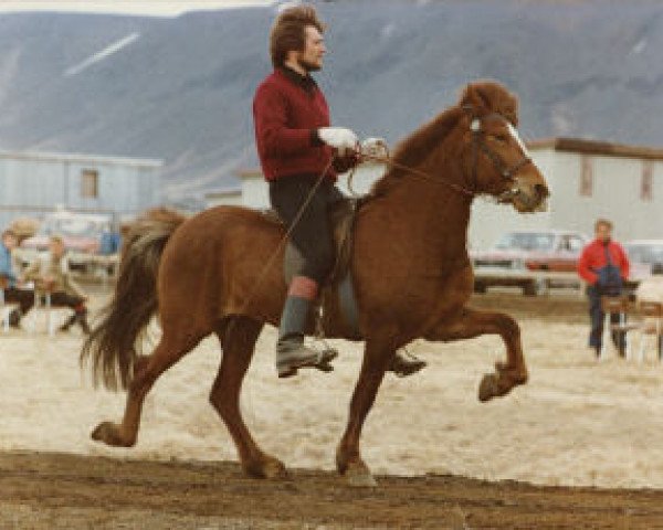 broodmare Terna frá Kirkjubæ (Iceland Horse, 1974, from Hlynur frá Kirkjubæ)