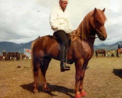 Deckhengst Hervar frá Sauðárkróki (Islandpferd, 1976, von Blossi frá Sauðárkróki)