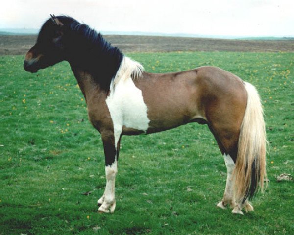 stallion Hilmir frá Sauðárkróki (Iceland Horse, 1992, from Ófeigur frá Flugumýri)
