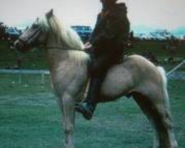 stallion Júpiter frá Reykjum (Iceland Horse, 1971, from Sörli frá Sauðárkróki)