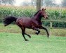 stallion Libero H (Holsteiner, 1981, from Landgraf I)