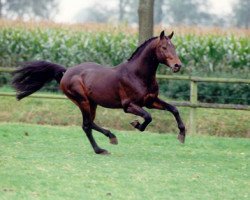 Deckhengst Libero H (Holsteiner, 1981, von Landgraf I)