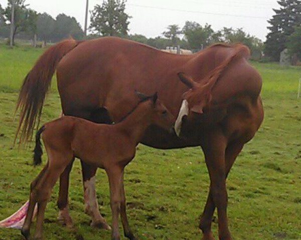 broodmare Diwa (Saxony-Anhaltiner, 1988, from Duhnen)