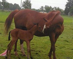 broodmare Diwa (Saxony-Anhaltiner, 1988, from Duhnen 2651)