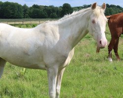 Pferd Majestic Casual (Niederländisches Pony, 2010, von Le Matsjo)