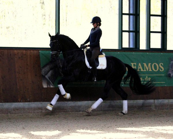 stallion Royal Classic II (Hanoverian, 2011, from Royal Highness)