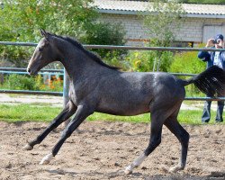 horse Galim-Shael (Akhal-Teke, 2013, from Garant)