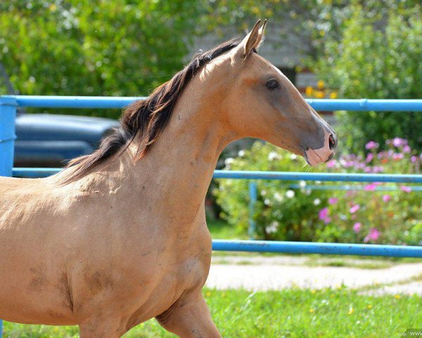 horse Ekhad (Akhal-Teke, 2013, from Alvan)