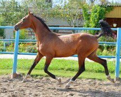 horse Gariph (Akhal-Teke, 2013, from Gazomet)