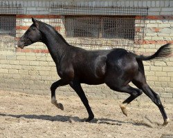 horse Siyavush (Akhal-Teke, 2013, from Saivan)