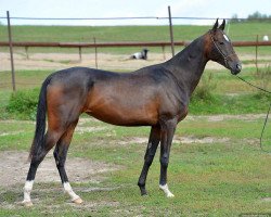 horse Roya-Shael (Akhal-Teke, 2012, from Bagia)