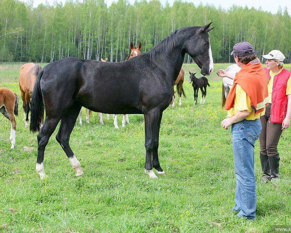 broodmare Djennet-Shael (Akhal-Teke, 2005, from Gazyr Shael)