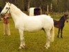 broodmare Morning News (Connemara Pony, 1964, from Tooreen Ross)