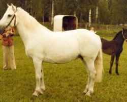 Zuchtstute Morning News (Connemara-Pony, 1964, von Tooreen Ross)