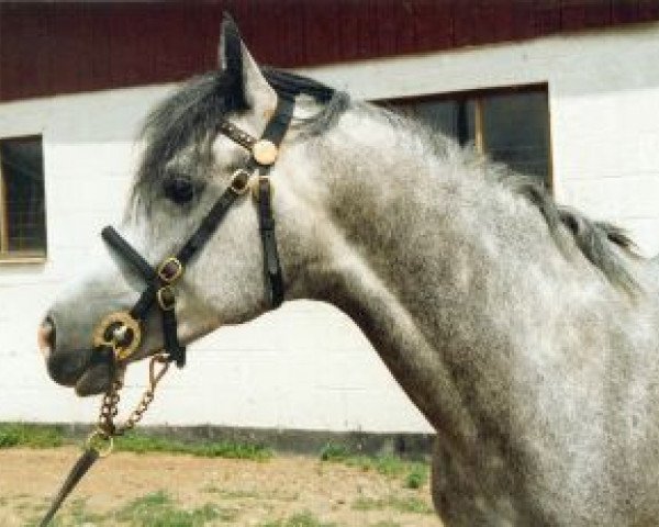 Deckhengst Hagens Jaguar (Connemara-Pony, 1983, von Värnbergs Orion)