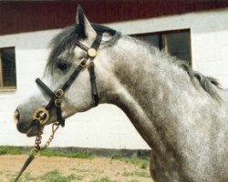 Deckhengst Hagens Jaguar (Connemara-Pony, 1983, von Värnbergs Orion)