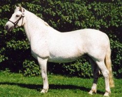 broodmare Hagens Naughty Nora (Connemara Pony, 1987, from Hagens Jaguar)