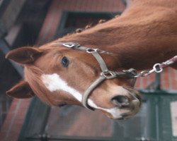 Springpferd Lucky's Perfect Jump (Hannoveraner, 2009, von Perigueux)