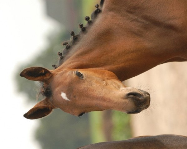 Springpferd Lucky's Landora (Oldenburger, 2006, von Lambsdorf)