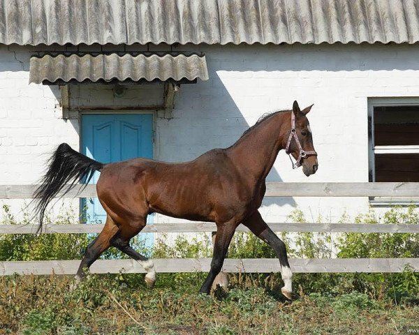 stallion Megre (Akhal-Teke, 1989, from Dagestan)