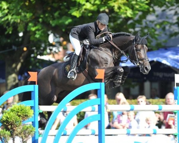 jumper Vleut (Royal Warmblood Studbook of the Netherlands (KWPN), 2002, from Vancouver d'Auvray)