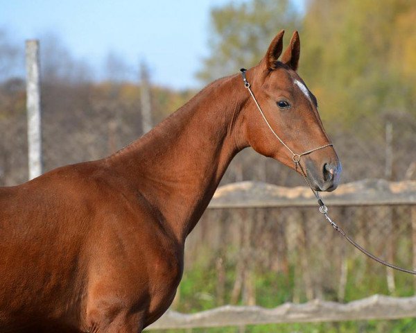 horse Persej-Geli (Akhal-Teke, 2013, from Damir-Geli)