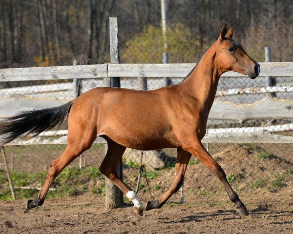 horse Moment (Akhal-Teke, 2013, from Akmal-Geli)