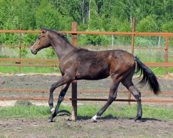 horse Meruet (Akhal-Teke, 2013, from Turkmentai)