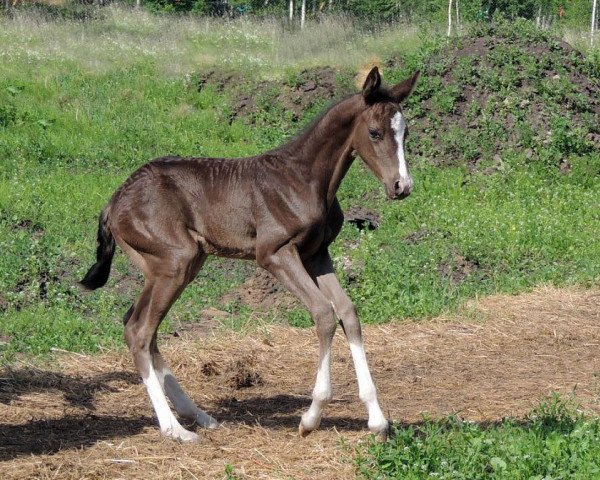 horse Tajgeta (Akhal-Teke, 2014, from Gudratli)