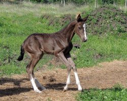 horse Tajgeta (Akhal-Teke, 2014, from Gudratli)