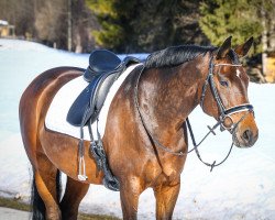 broodmare Sagrada (Hanoverian, 2007, from Stalypso)