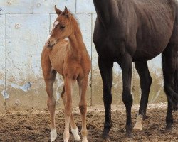 horse Trembita (Akhal-Teke, 2014, from Turkmentai)