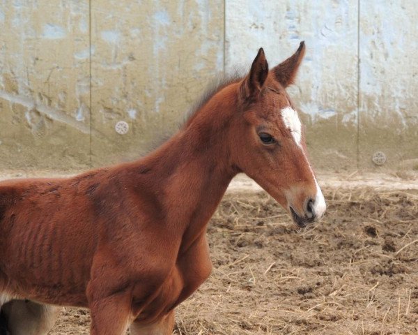 Pferd Malguzar (Achal Tekkiner, 2014, von Gudratli)