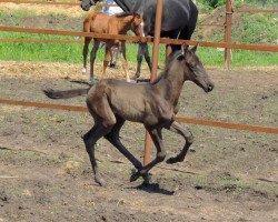 horse Barbaris (Akhal-Teke, 2014, from Sangam)