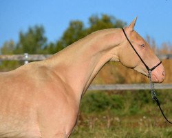 horse Bartang (Akhal-Teke, 2011, from Tyllagush 2)