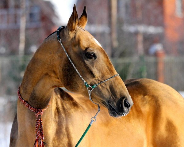 horse Asyr (Akhal-Teke, 2005, from Rum)