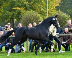 dressage horse Die Chantal (Hanoverian, 2014, from Don Index)