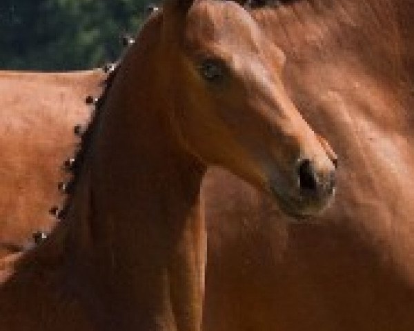 dressage horse Hengst von Soliman de Hus (Hanoverian, 2014, from Soliman)