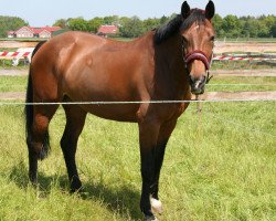 jumper Lucky's nice to meet you (Hanoverian, 2009, from Numero Uno)