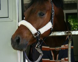 jumper Archavin (Hanoverian, 2008, from Abke 4)