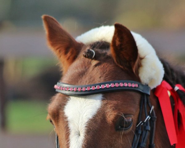 Zuchtstute Moelview Annwyl-Fflur (Welsh Pony (Sek.B), 2007, von Eyarth Tomahawk)