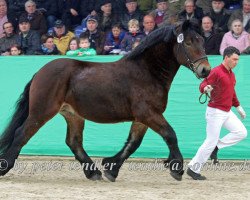 stallion Landmann (Rhenish-German Cold-Blood, 2012, from Louis)