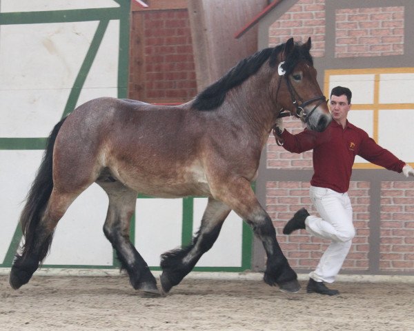 stallion Landjunge (Rhenish-German Cold-Blood, 2012, from Louis)