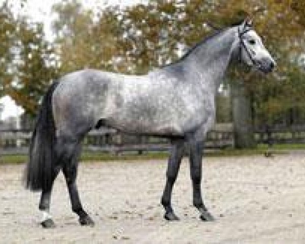 stallion Up To Date (KWPN (Royal Dutch Sporthorse), 2001, from Camerino)