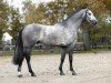 horse Up To Date (Royal Warmblood Studbook of the Netherlands (KWPN), 2001, from Camerino)