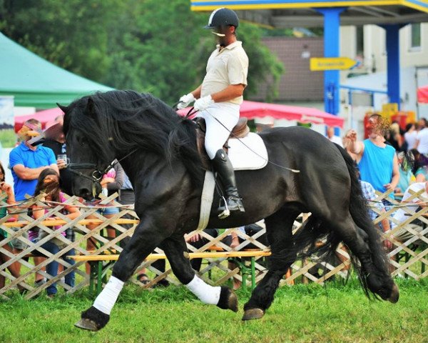stallion Zirkon Schaunitz XVI (Noric, 2004, from Zimber Schaunitz XV)