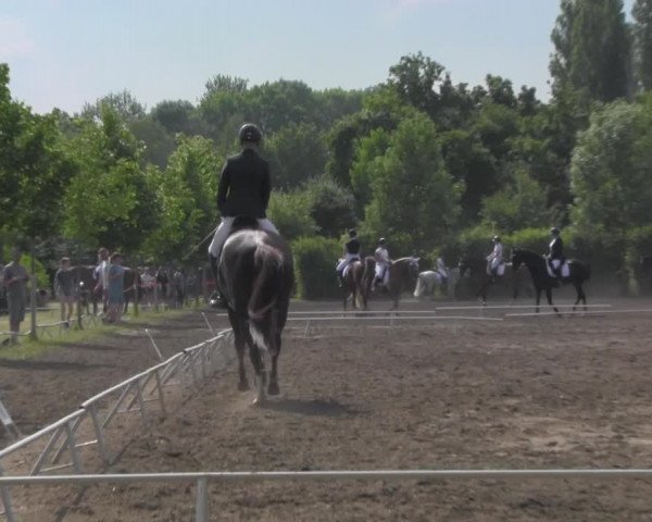 Reitturnier Westeregeln 2021