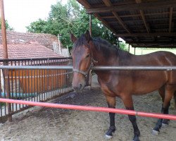 horse Ozeana (Pinto / Hunter, 2012)