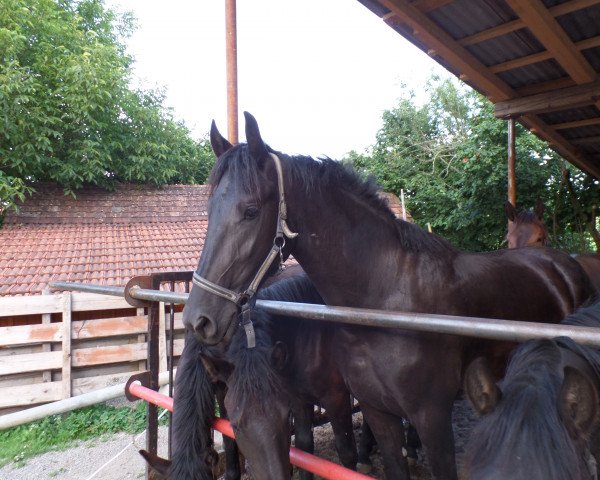 horse Madonna (Friese, 2012)