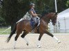 dressage horse Hon Soller (Hanoverian, 2009, from Hofrat)